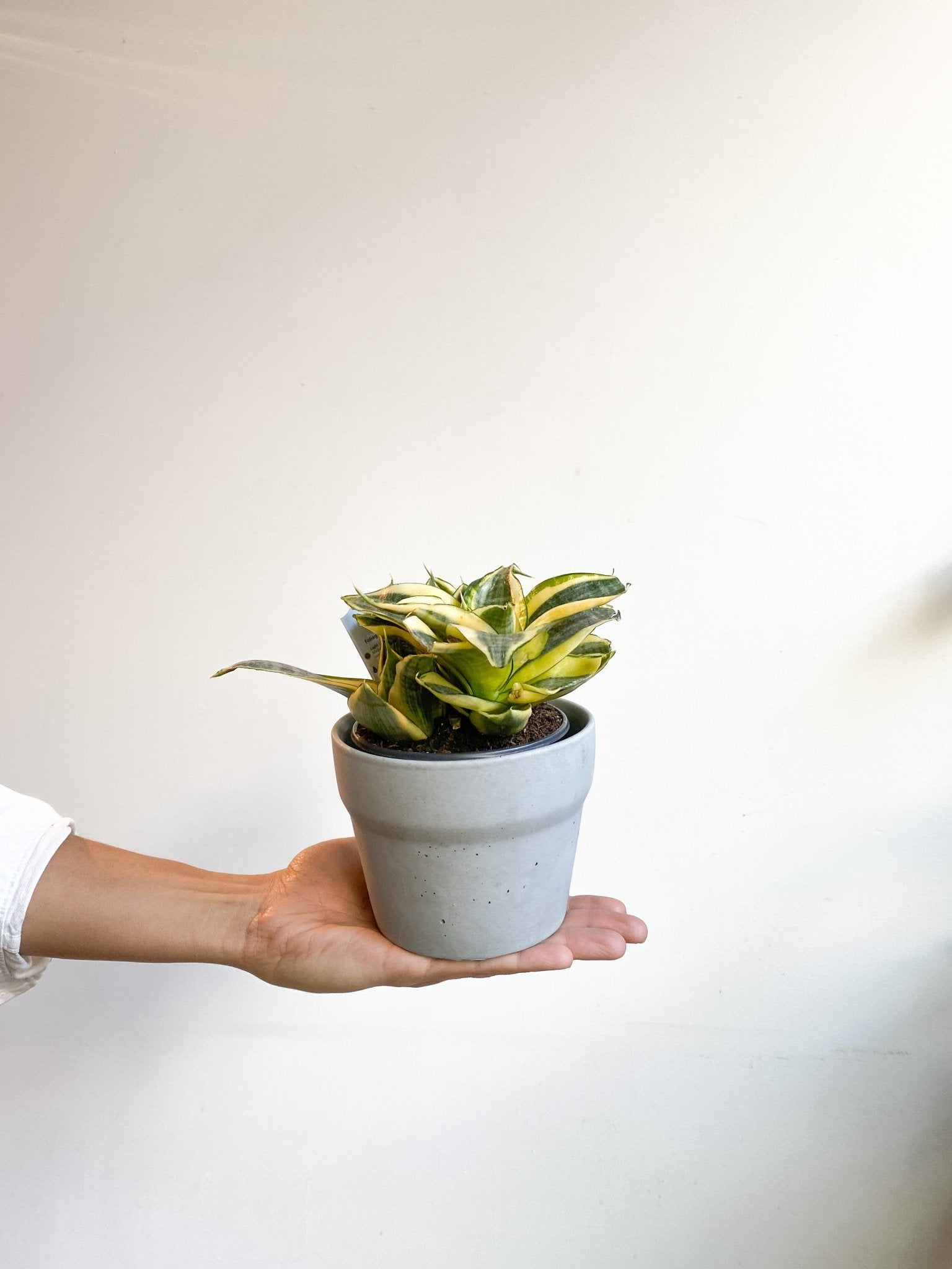 Silver (Sansevière) - Alma Plantes
