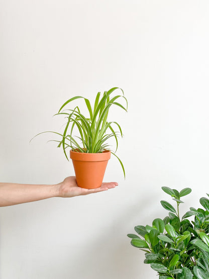 Spider (Chlorophytum) - Alma Plantes