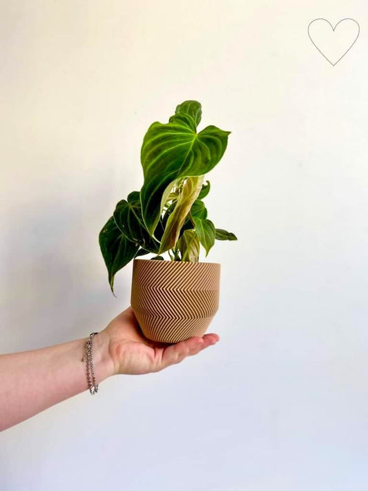 Splendide (Philodendron) - Alma Plantes