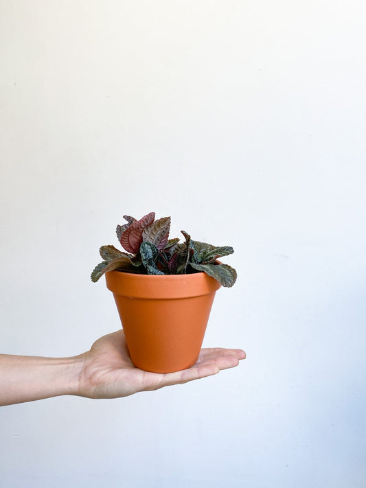 Spruceana (Pilea) - Alma Plantes