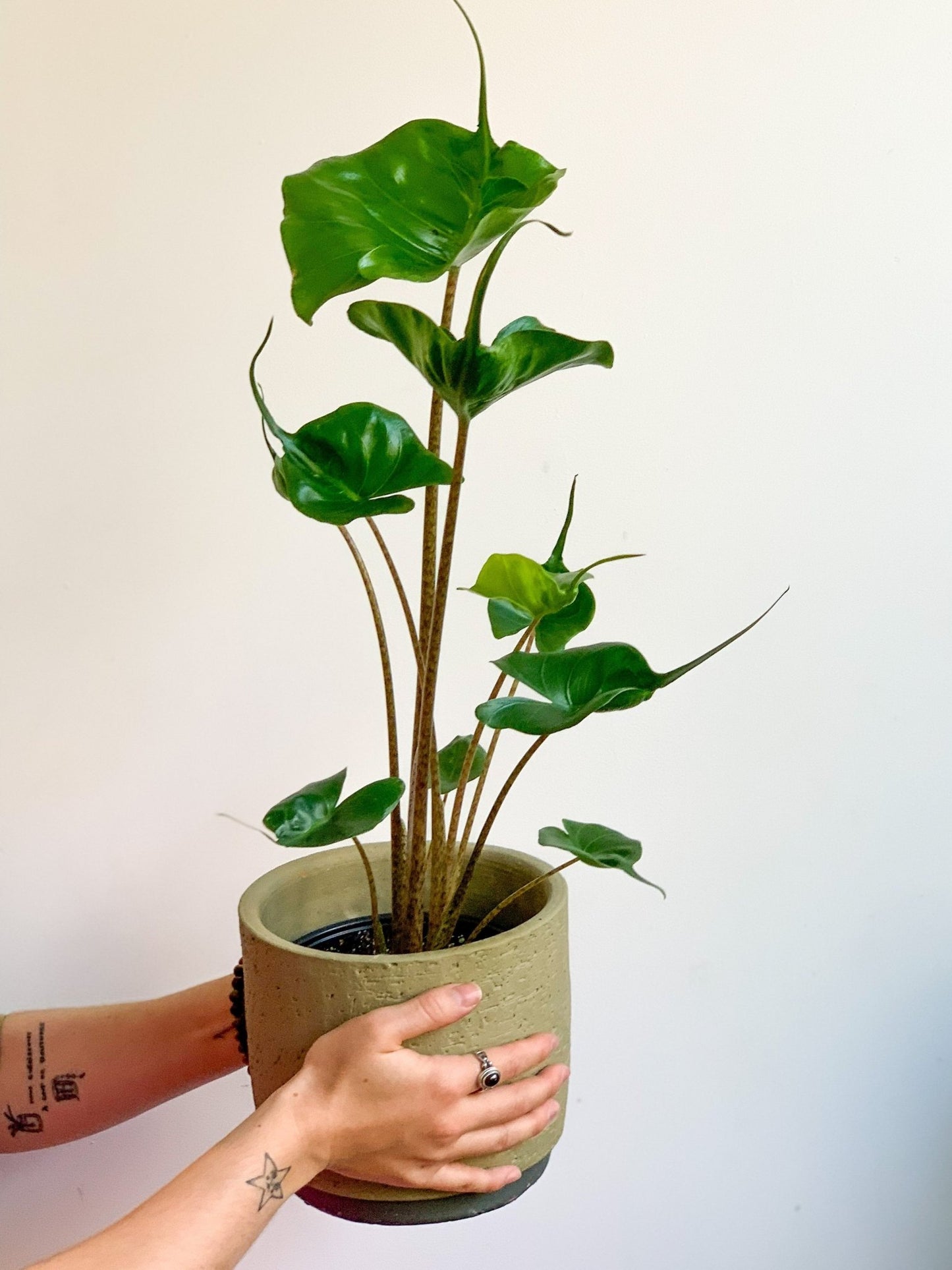 Sting (Alocasia) - Alma Plantes