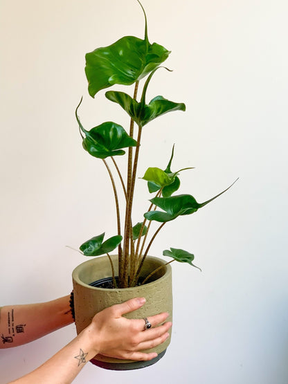 Sting (Alocasia) - Alma Plantes