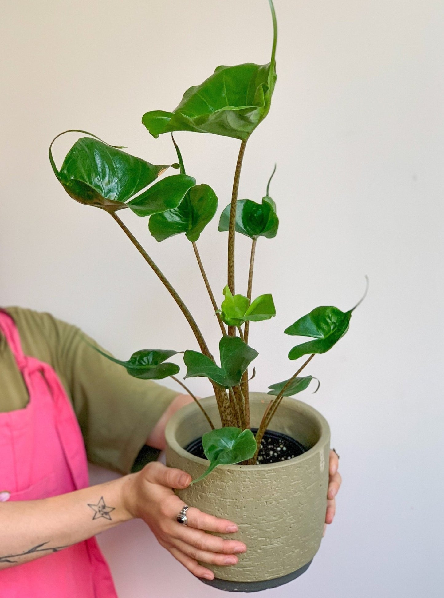 Sting (Alocasia) - Alma Plantes