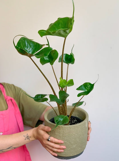 Sting (Alocasia) - Alma Plantes