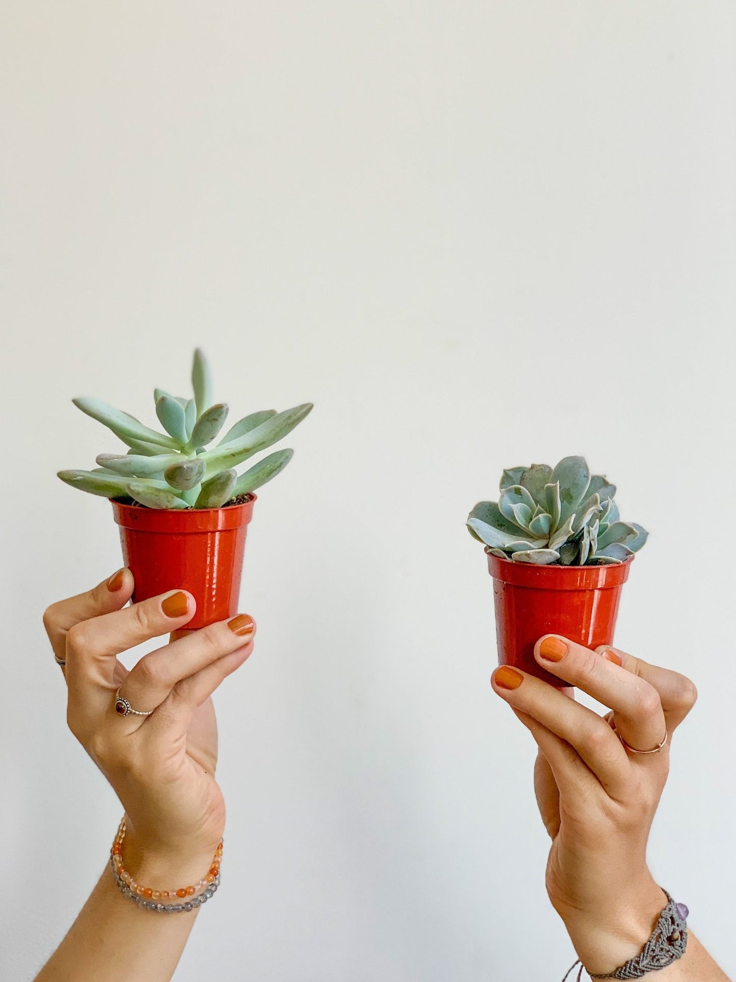 Succulentes assorties - Alma Plantes