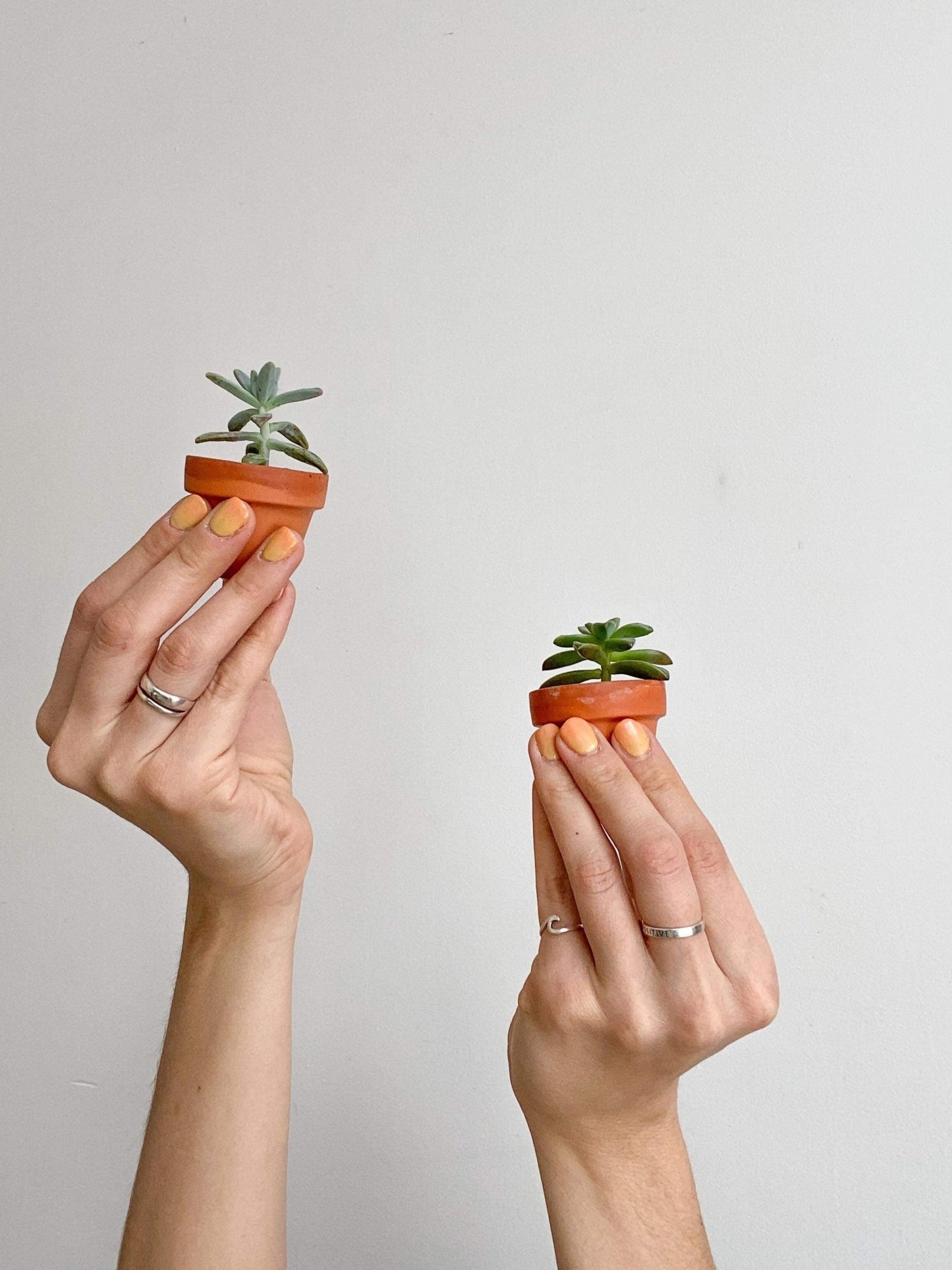 Succulentes assorties - en pot de grès - Alma Plantes