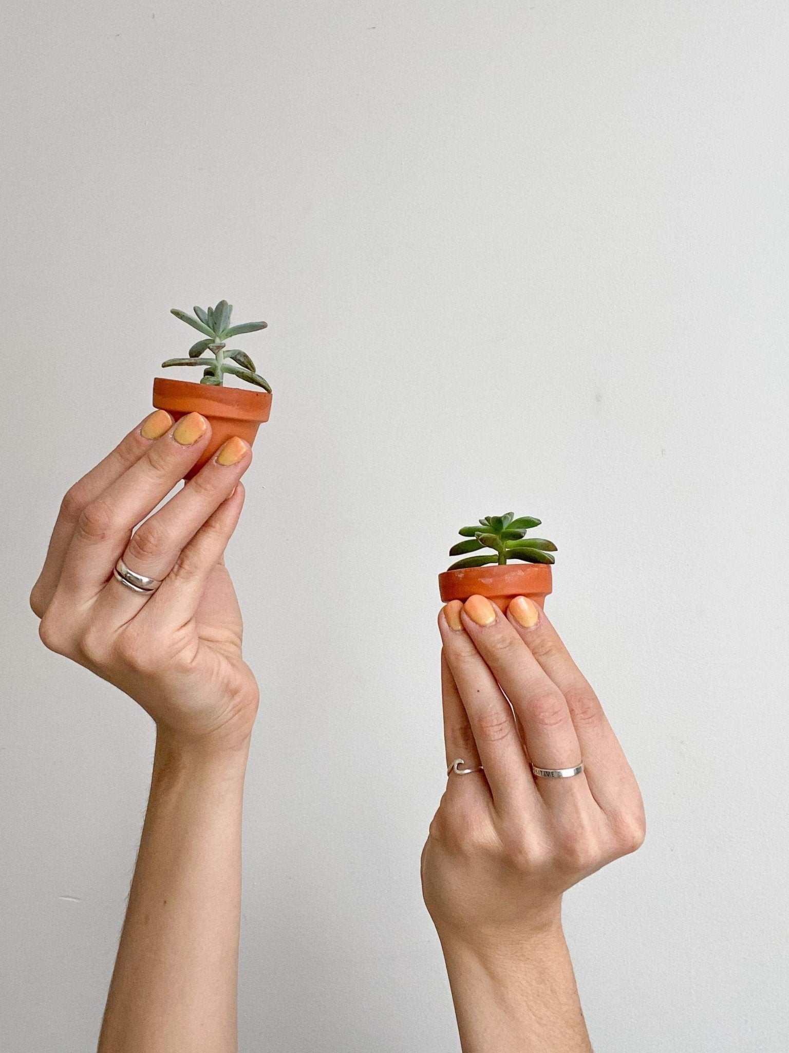 Succulentes assorties - en pot de grès - Alma Plantes