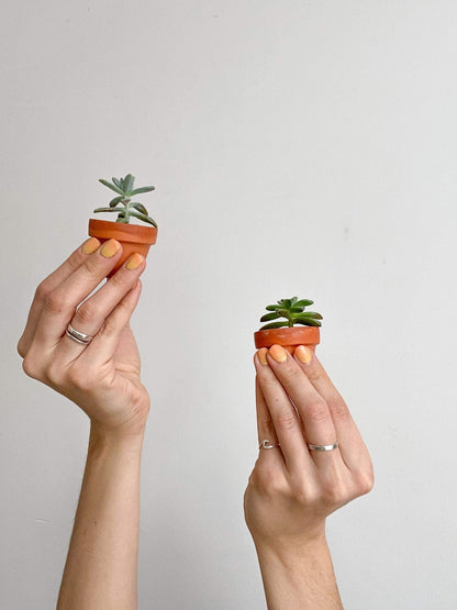 Succulentes assorties - en pot de grès - Alma Plantes