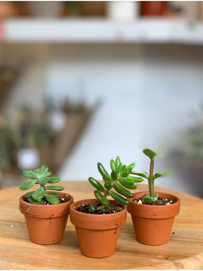 Succulentes assorties - en pot de grès - Alma Plantes