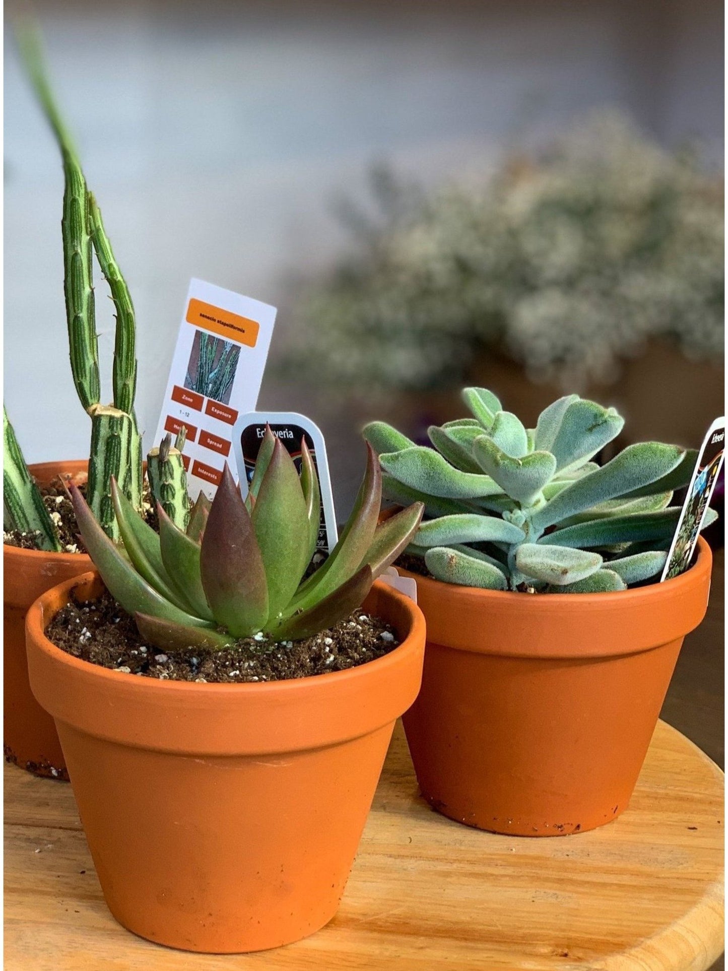 Succulentes assorties - en pot de grès - Alma Plantes