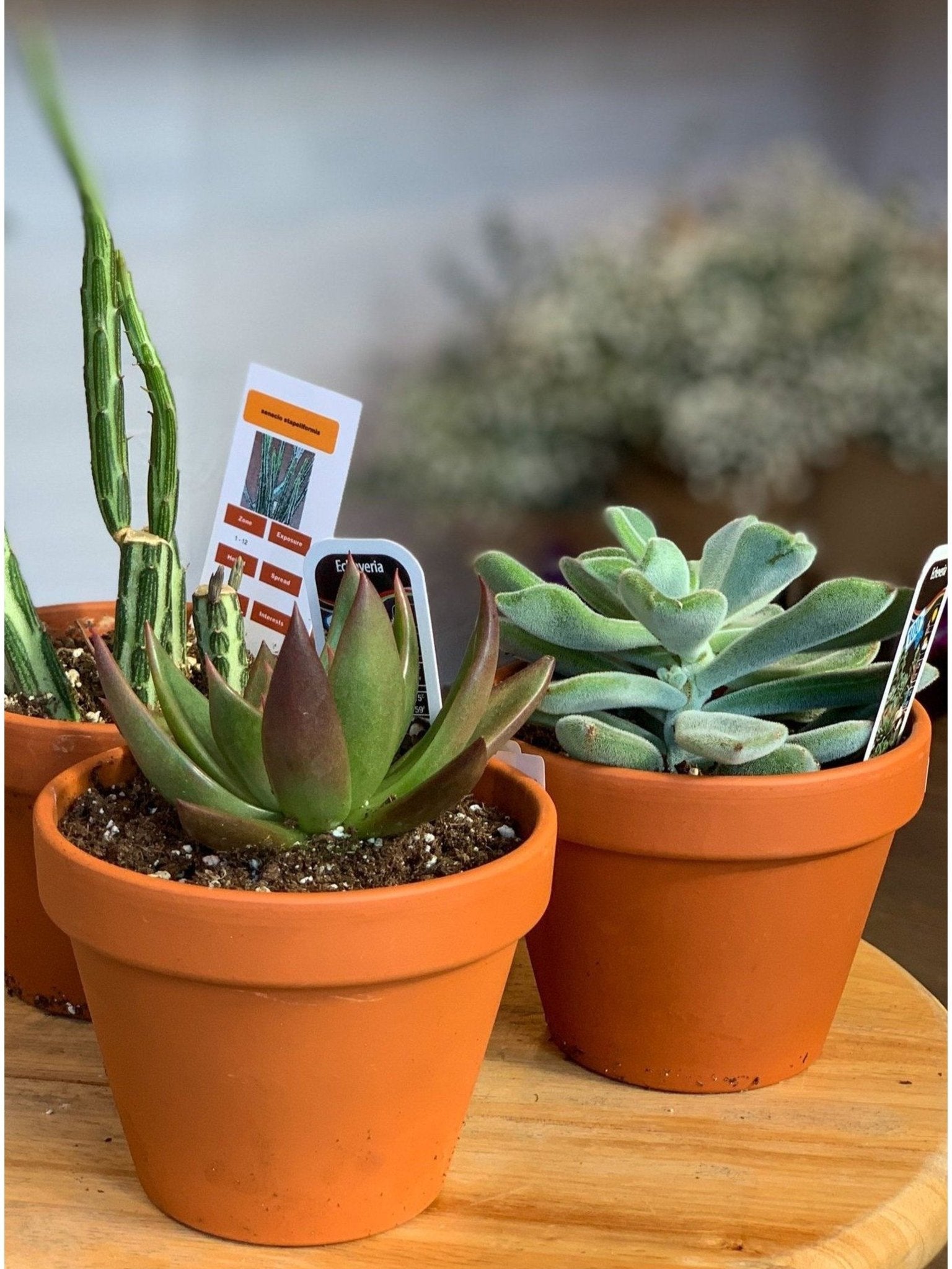 Succulentes assorties - en pot de grès - Alma Plantes