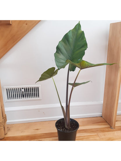 Sumo (Alocasia) - Alma Plantes