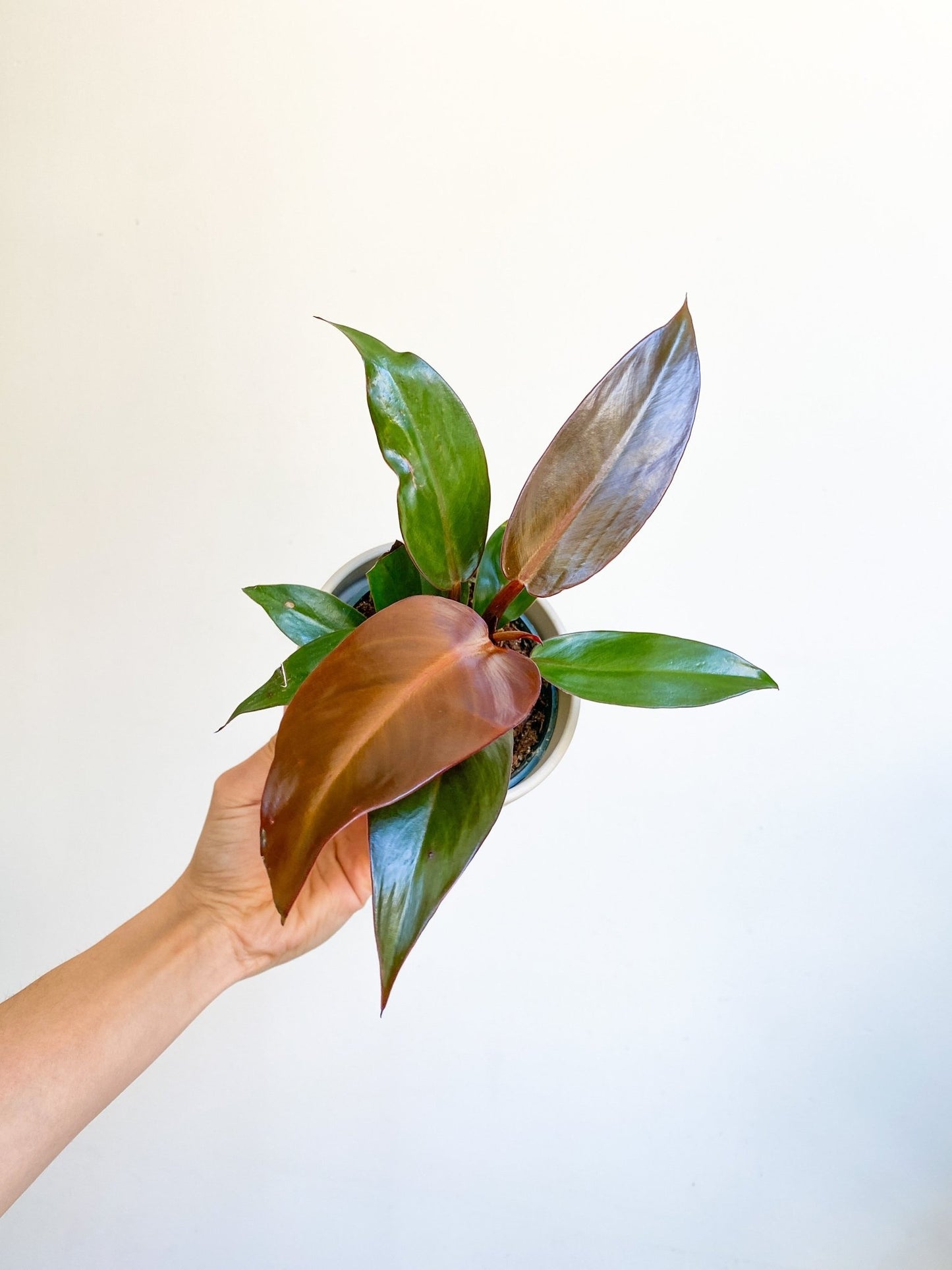 Sunny (Thaumatophyllum) - Alma Plantes