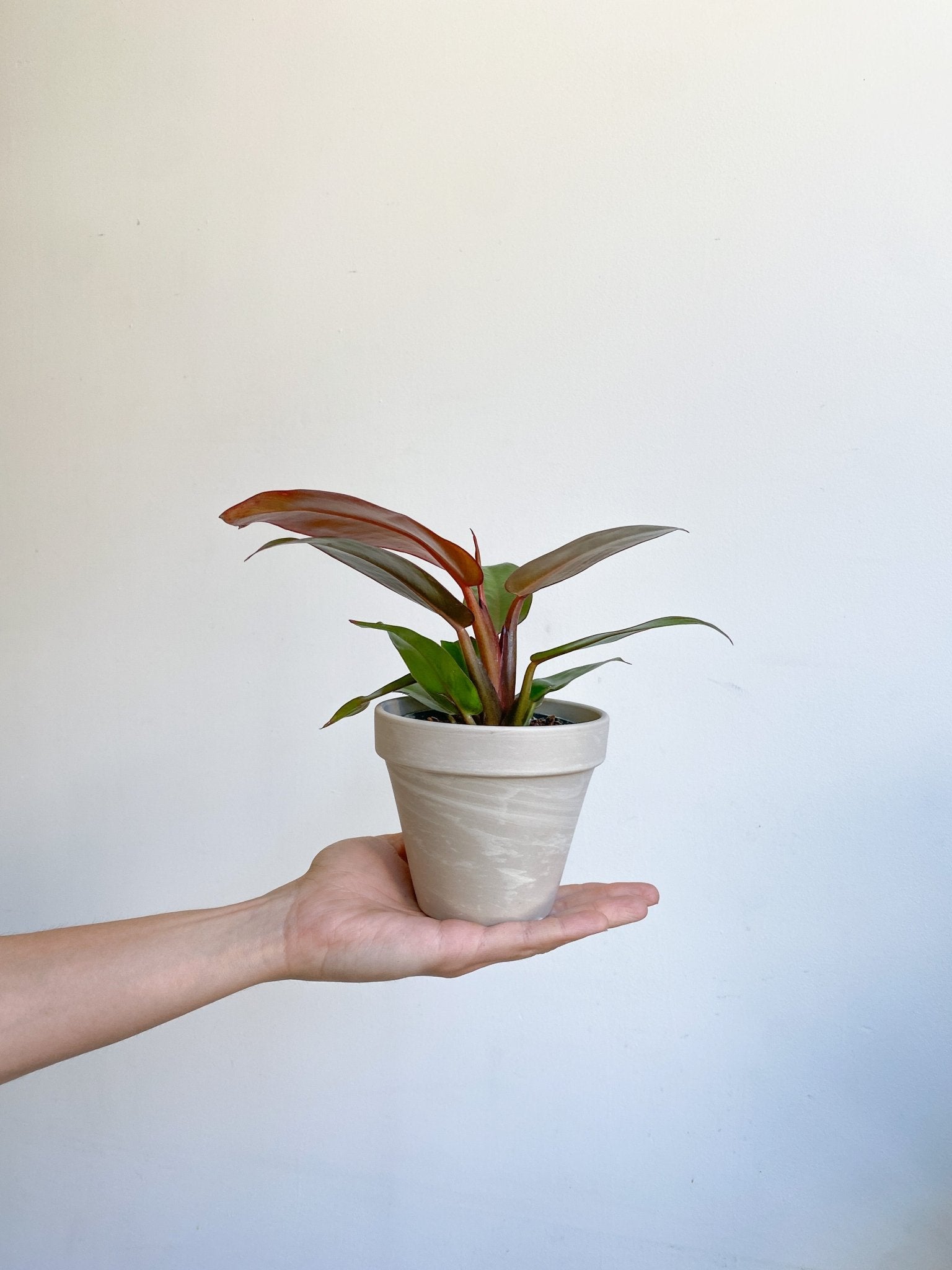 Sunny (Thaumatophyllum) - Alma Plantes