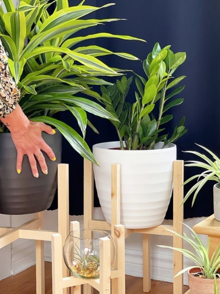 Support en bois - Alma Plantes