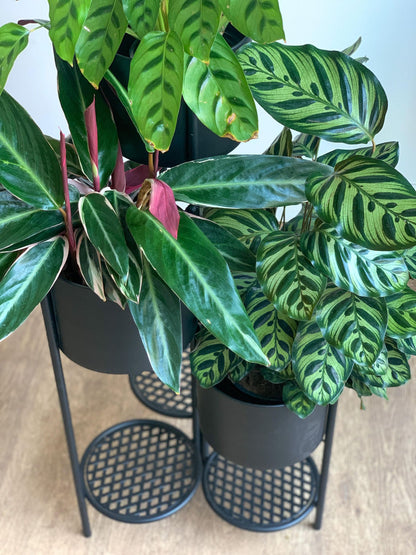 Support pour pots en fer - noir - Alma Plantes