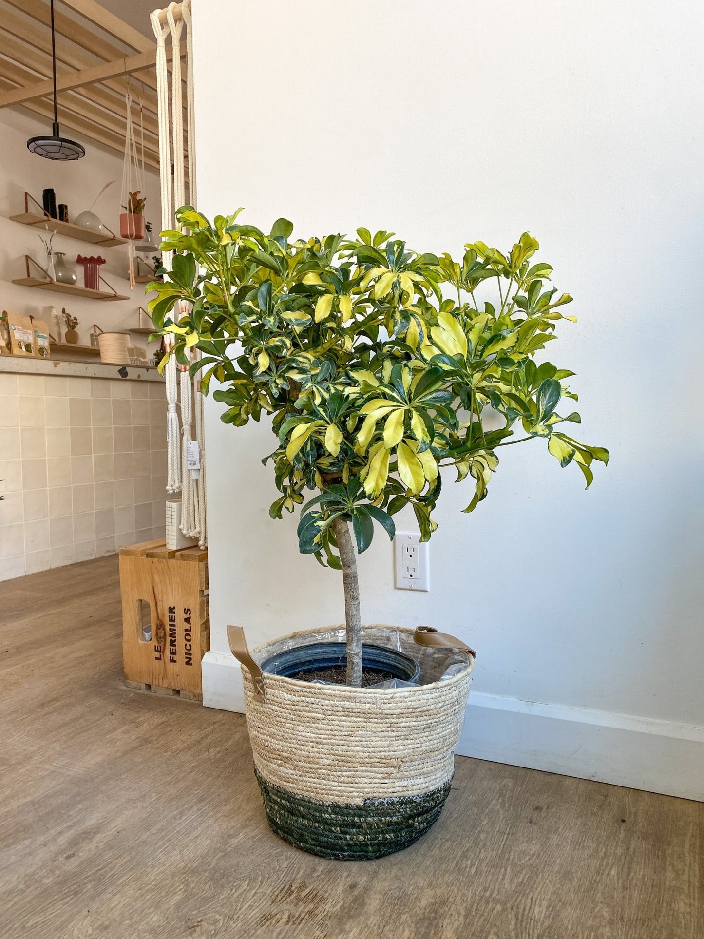 Suzie (Schefflera) - Alma Plantes