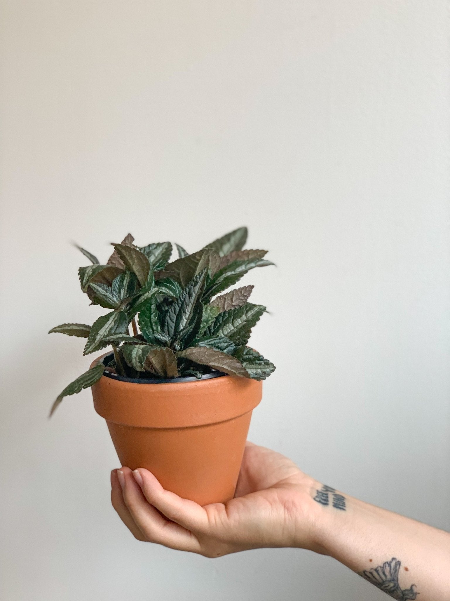 Sylvestre (Pilea) - Alma Plantes