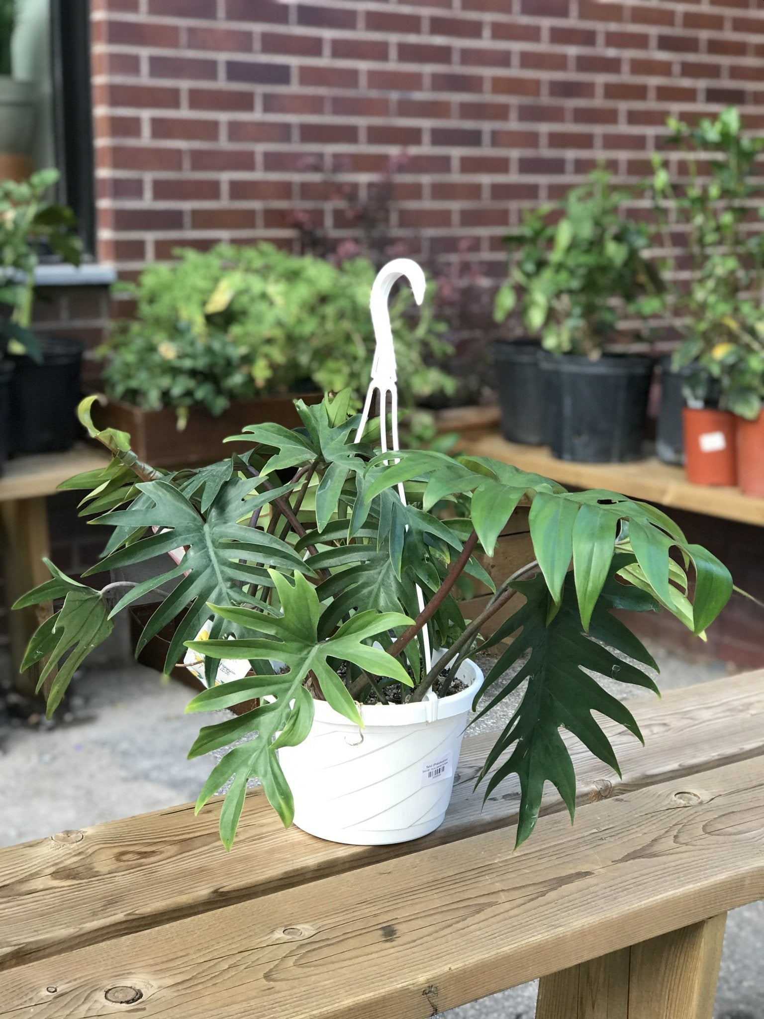 Tahiti (Philodendron) - Alma Plantes