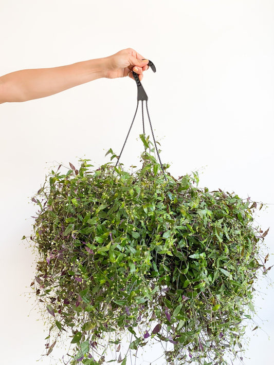 Tana (Gibasis) - Alma Plantes