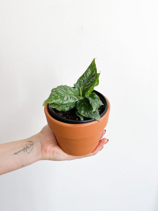 Thalia (Schismatoglottis) - Alma Plantes