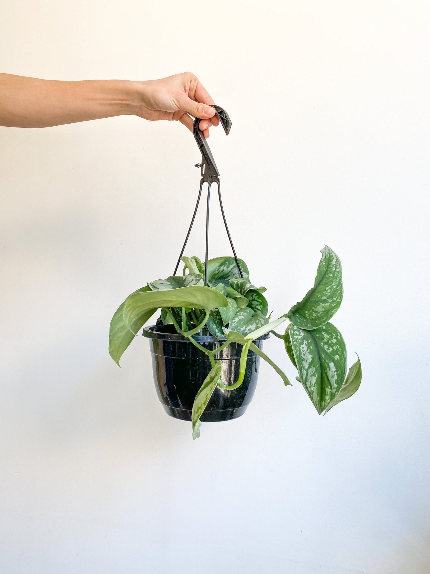 Thomas (Scindapsus) - Alma Plantes