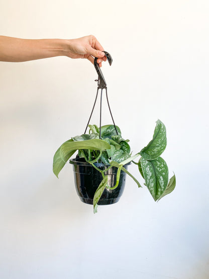 Thomas (Scindapsus) - Alma Plantes