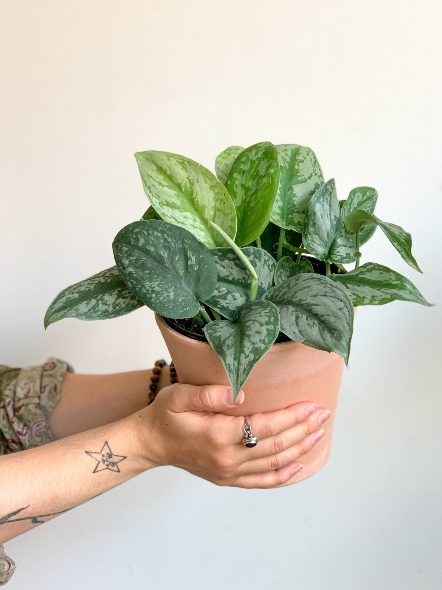 Thomas (Scindapsus) - Alma Plantes