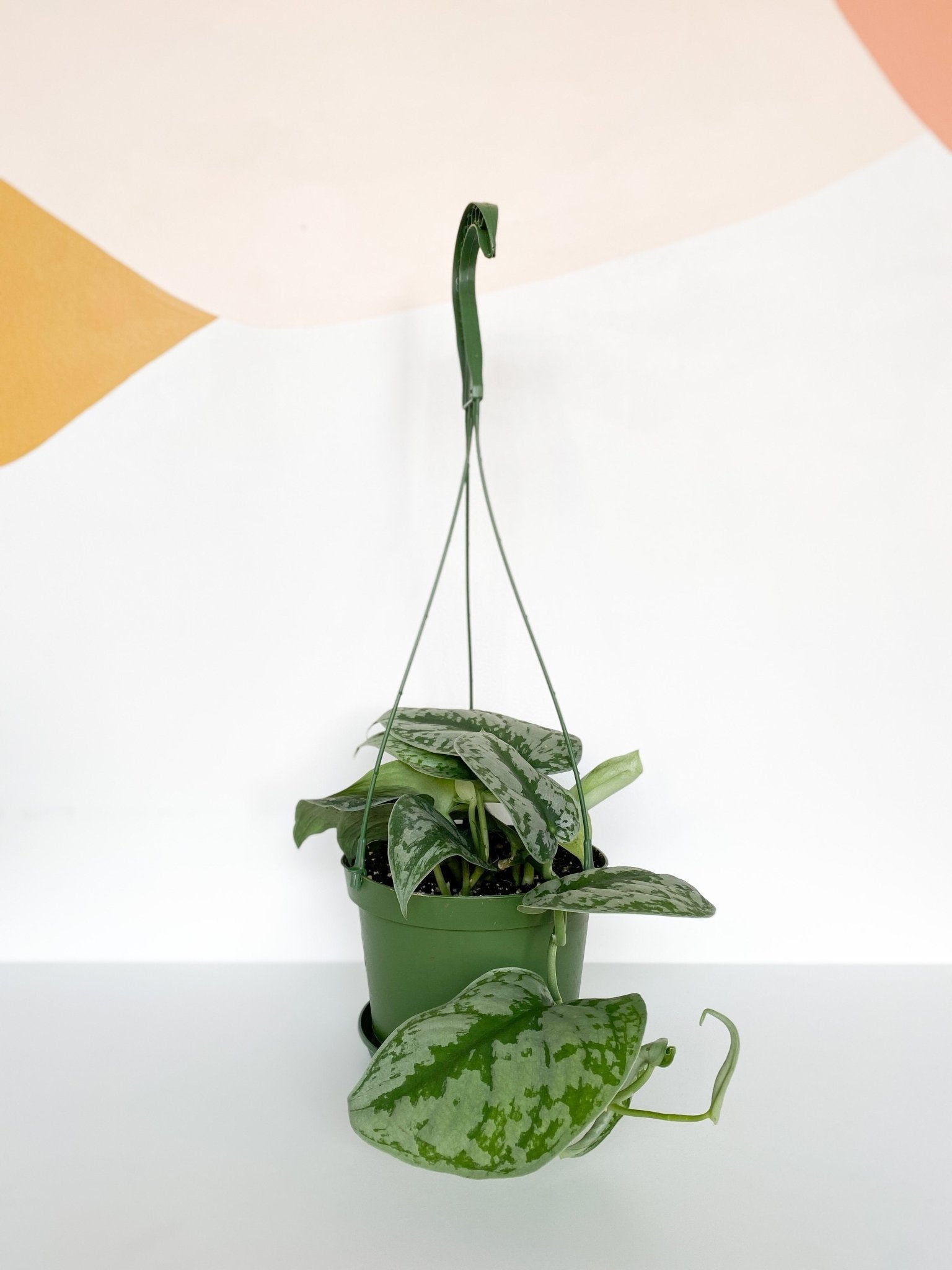 Thomas (Scindapsus) - Alma Plantes