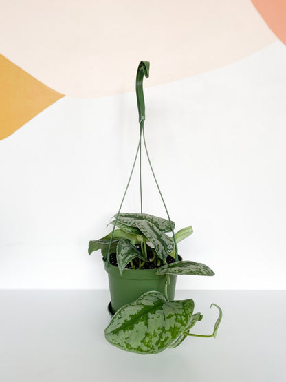 Thomas (Scindapsus) - Alma Plantes