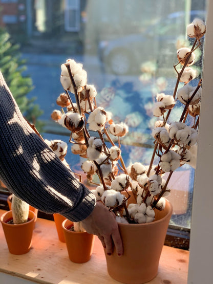 Tige de coton - Alma Plantes