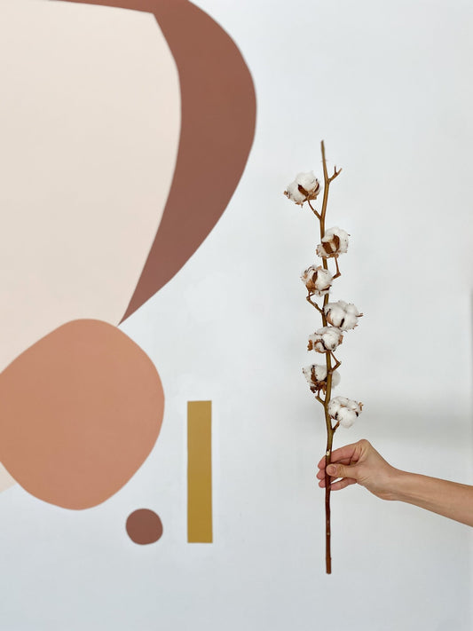 Tige de coton - Alma Plantes