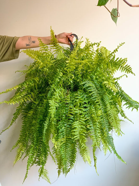 Tiger (Fougère) - Alma Plantes