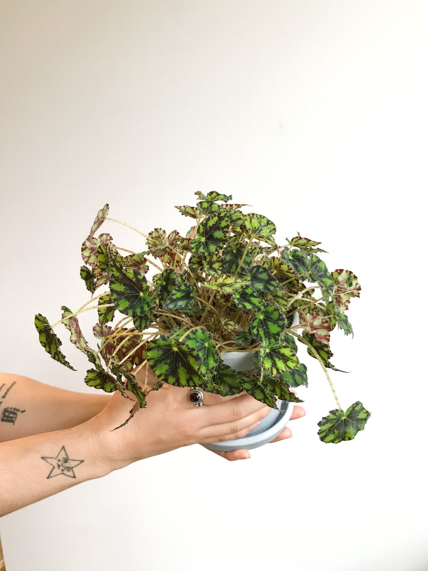 Tigris (Bégonia) - Alma Plantes