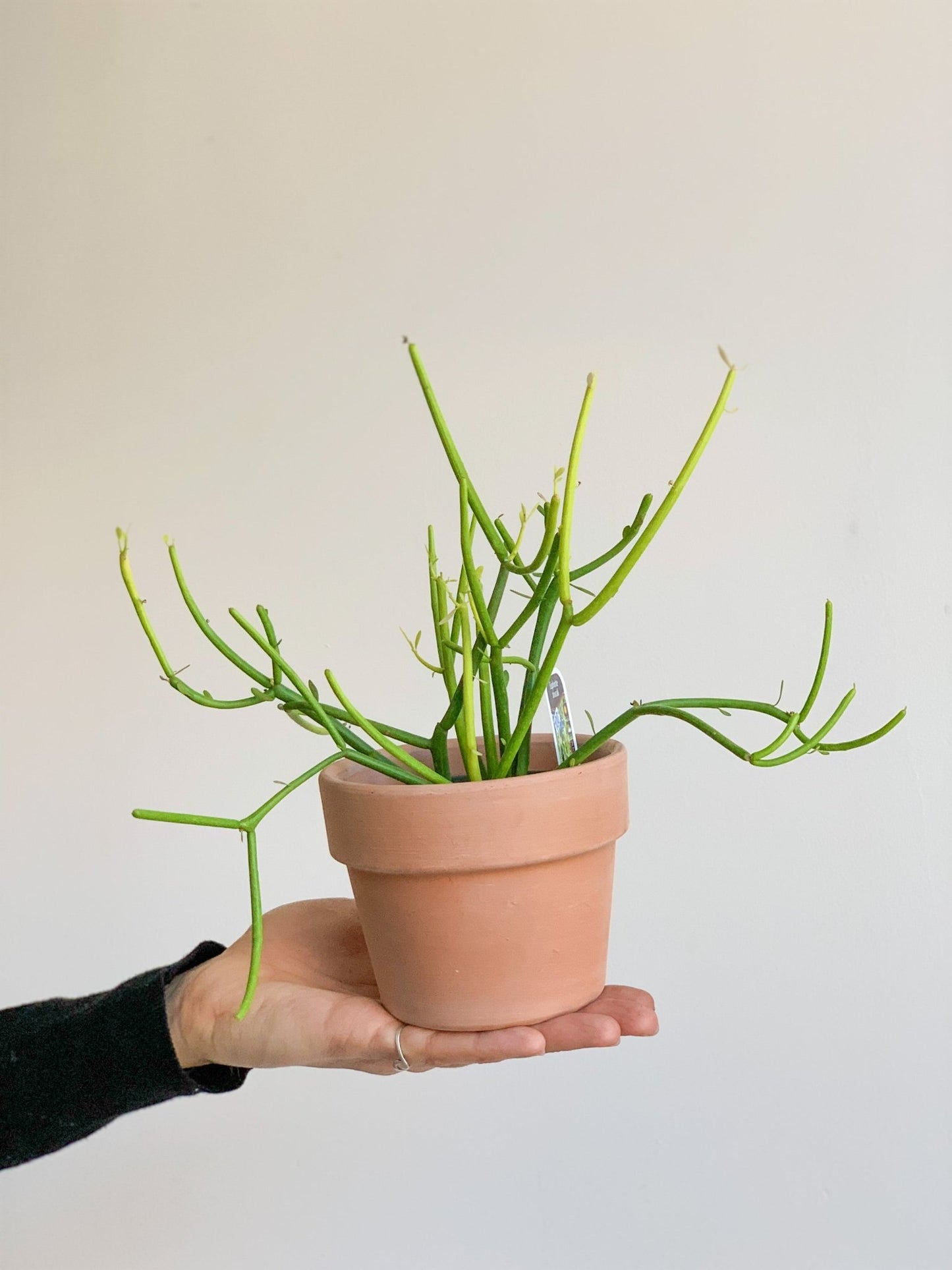 Timmy (Euphorbia) - Alma Plantes