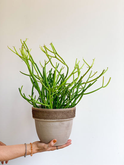 Timmy (Euphorbia) - Alma Plantes