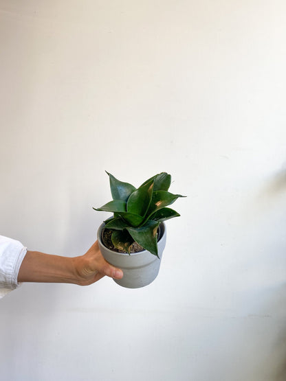 Timothé (Sansevière) - Alma Plantes