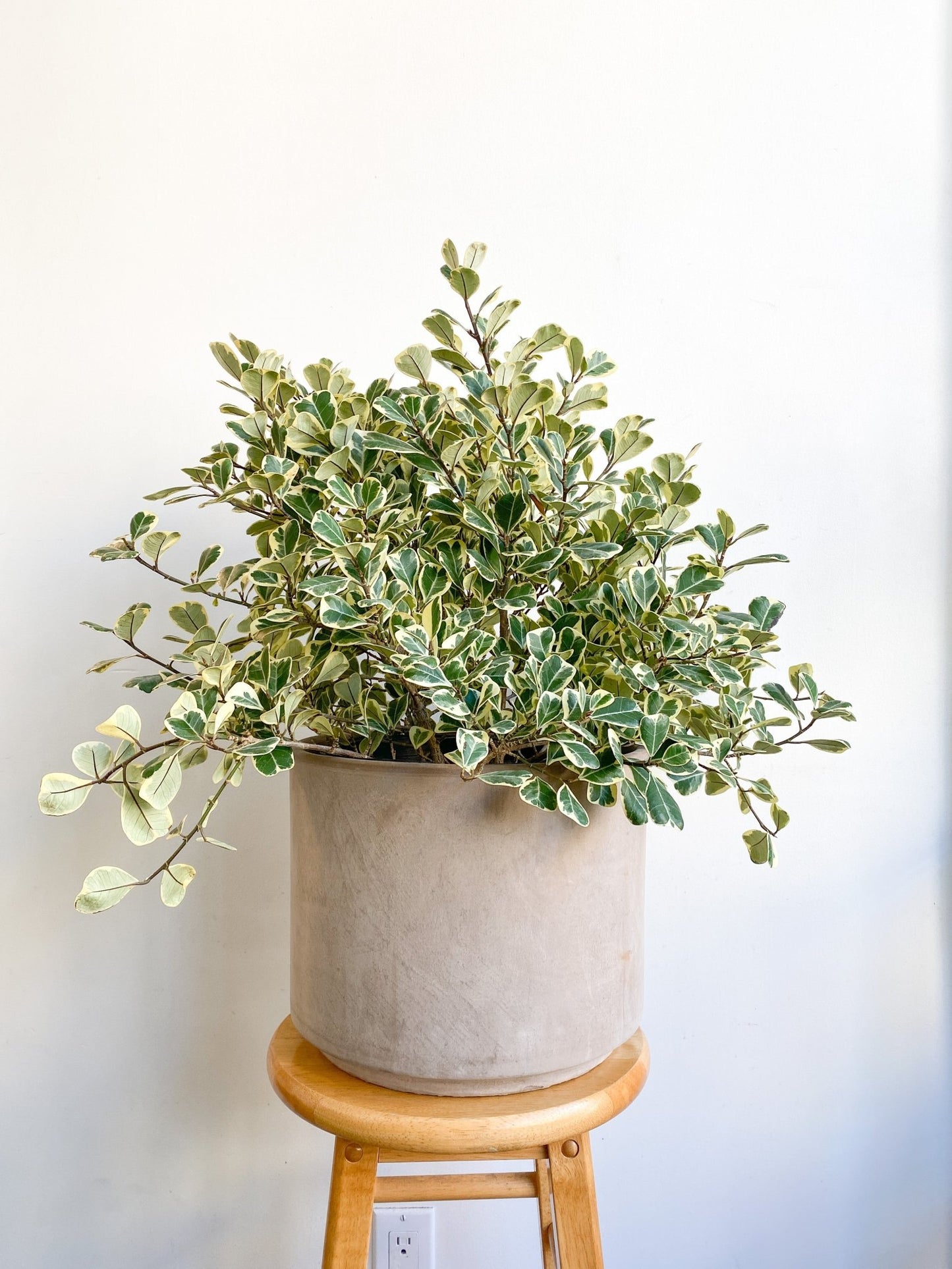 Trixie (Ficus) - Alma Plantes