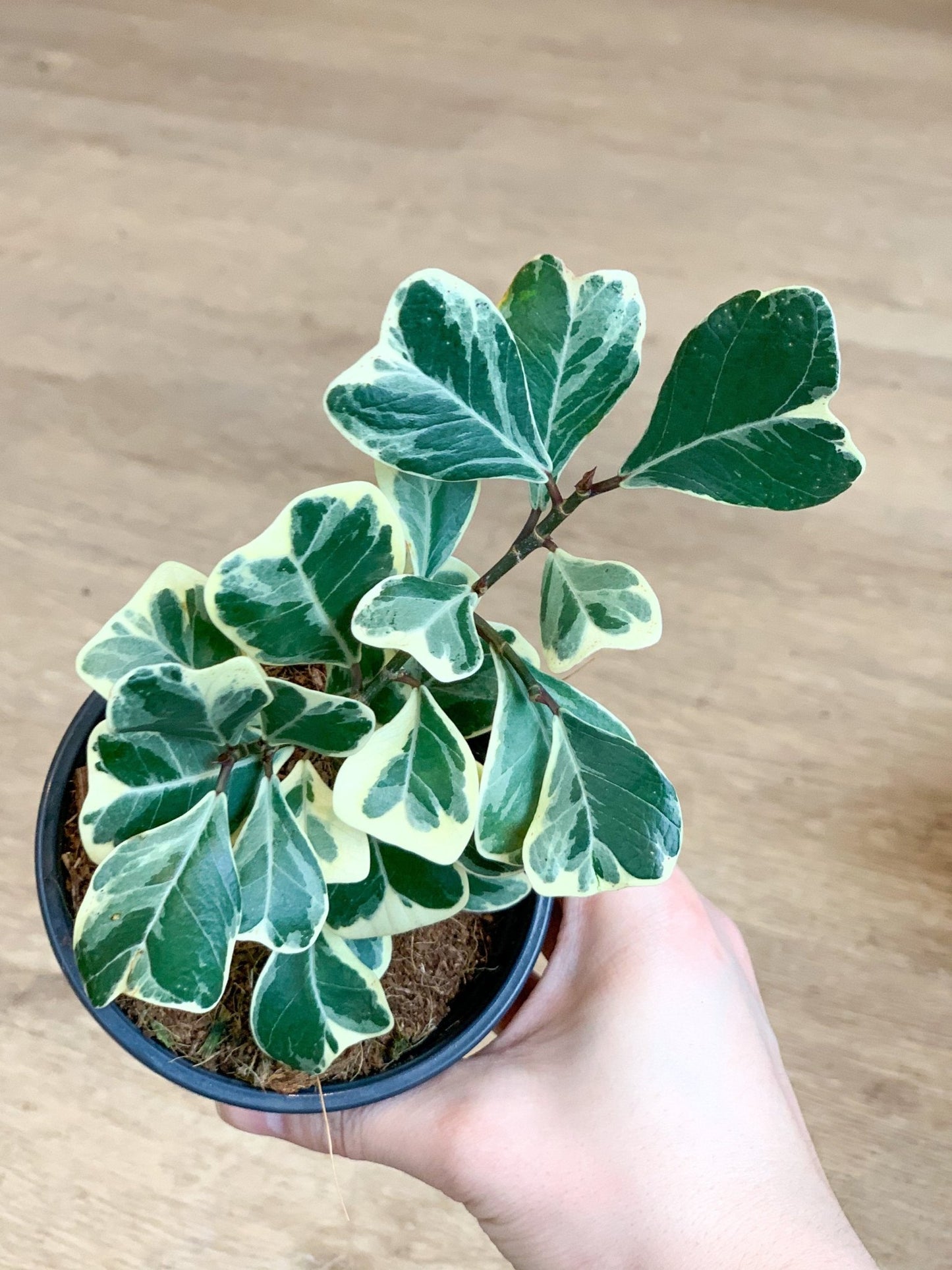 Trixie (Ficus) - Alma Plantes