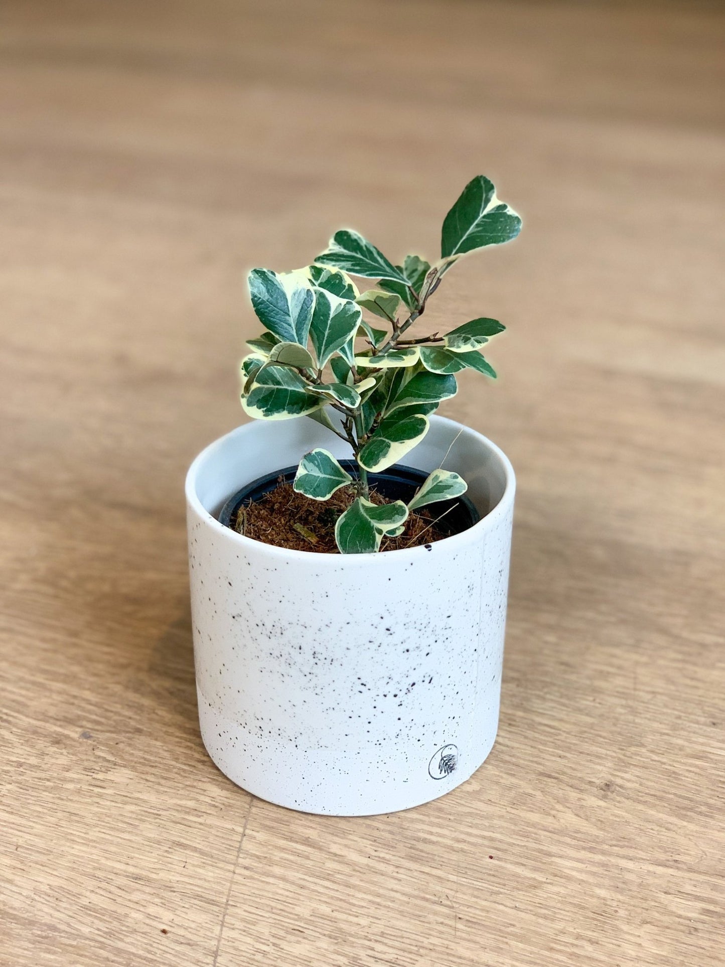 Trixie (Ficus) - Alma Plantes