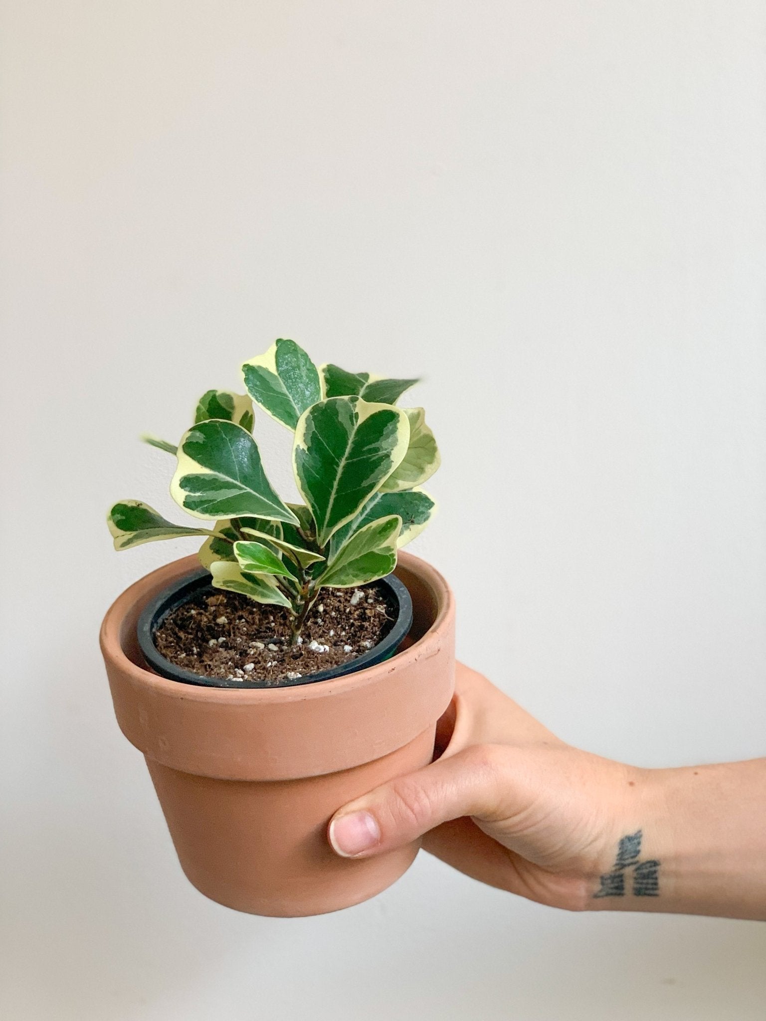 Trixie (Ficus) - Alma Plantes