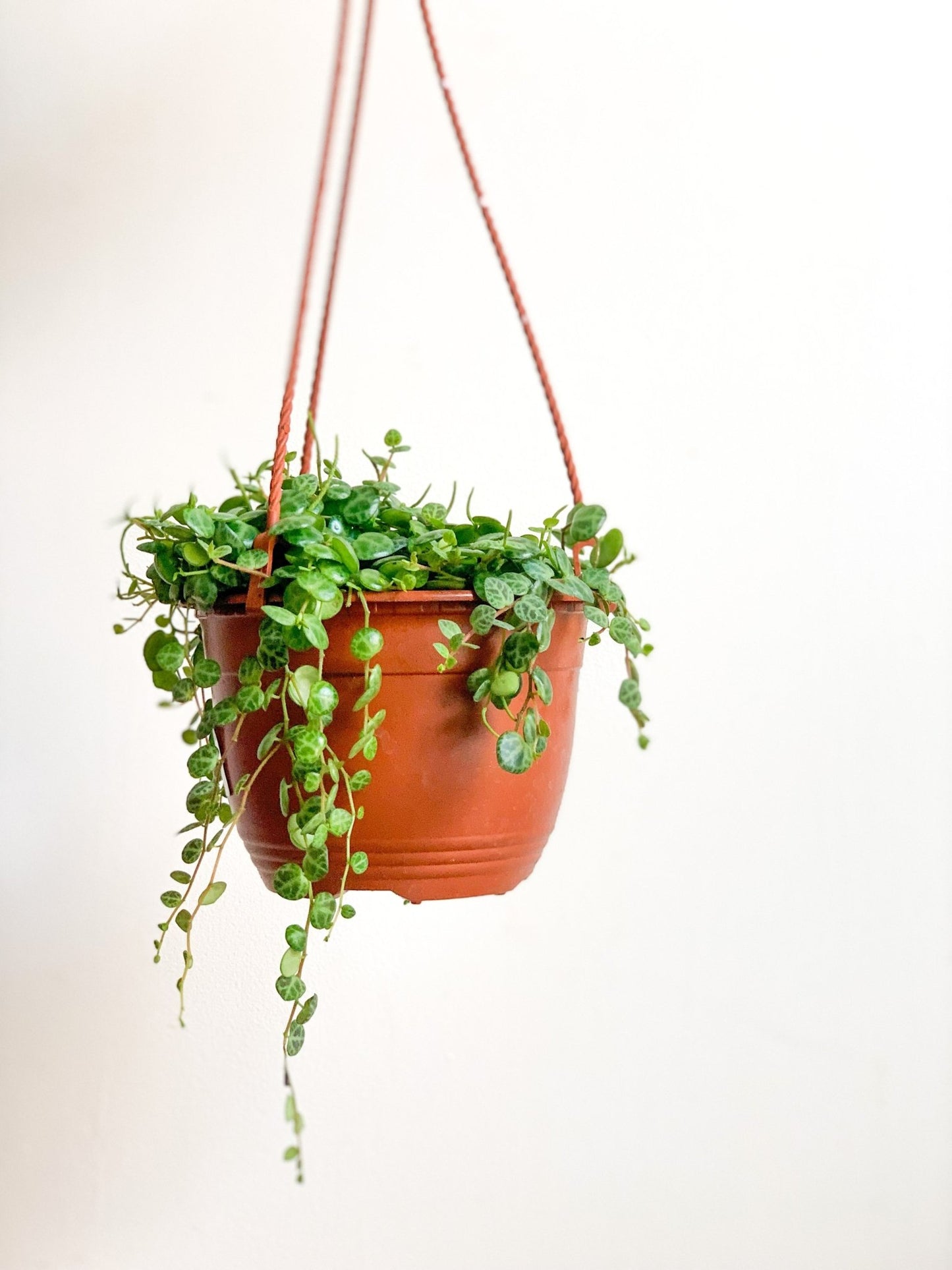 Turtle (Peperomia) - Alma Plantes