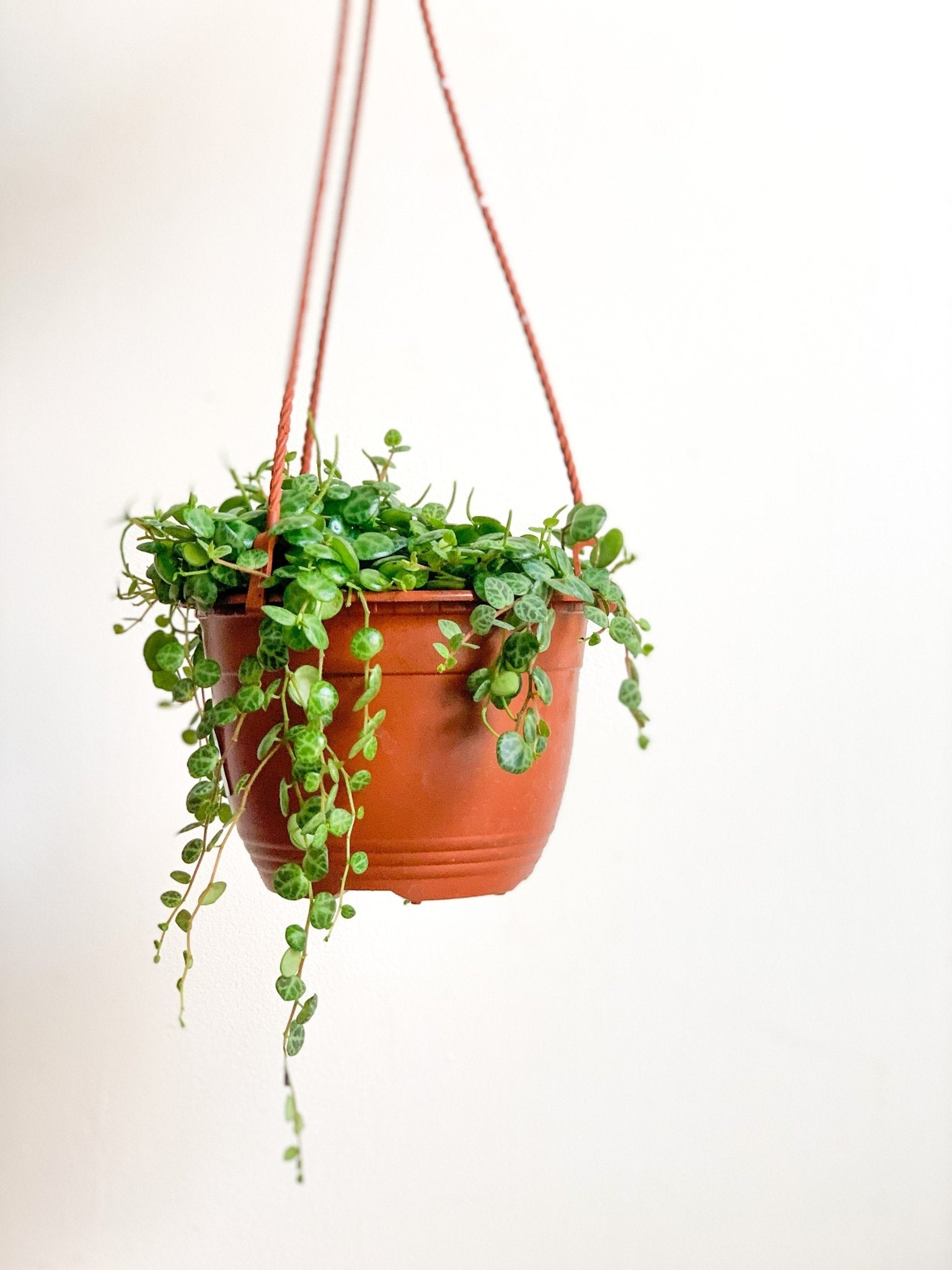 Turtle (Peperomia) - Alma Plantes