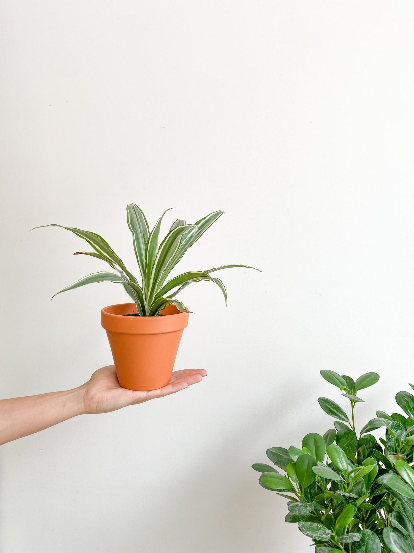 Ulysses (Dracaena) - Alma Plantes