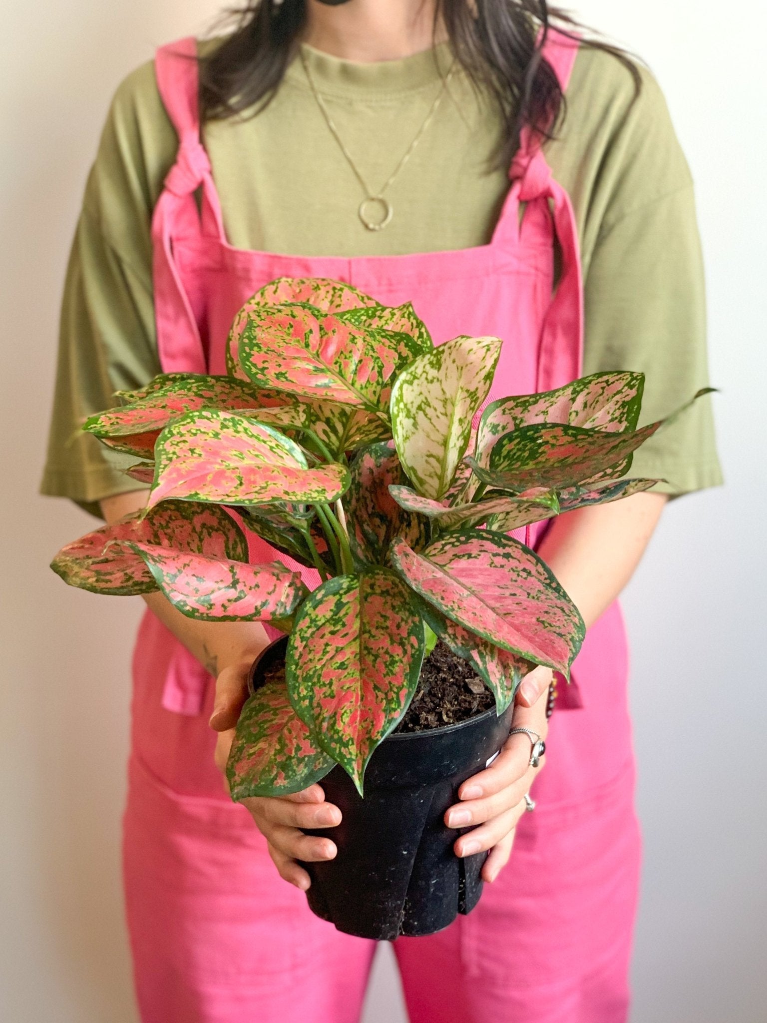 Valentine (Aglaonema) - Alma Plantes