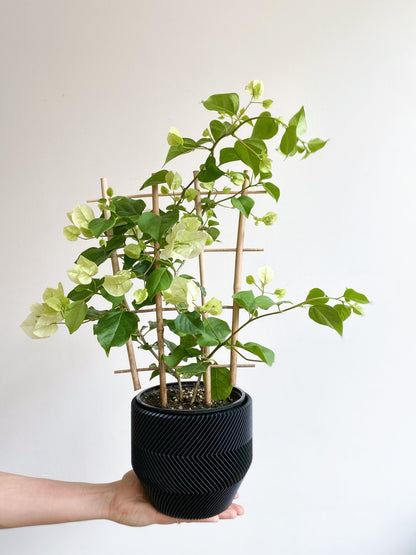 Vera (Bougainvillier) - Alma Plantes