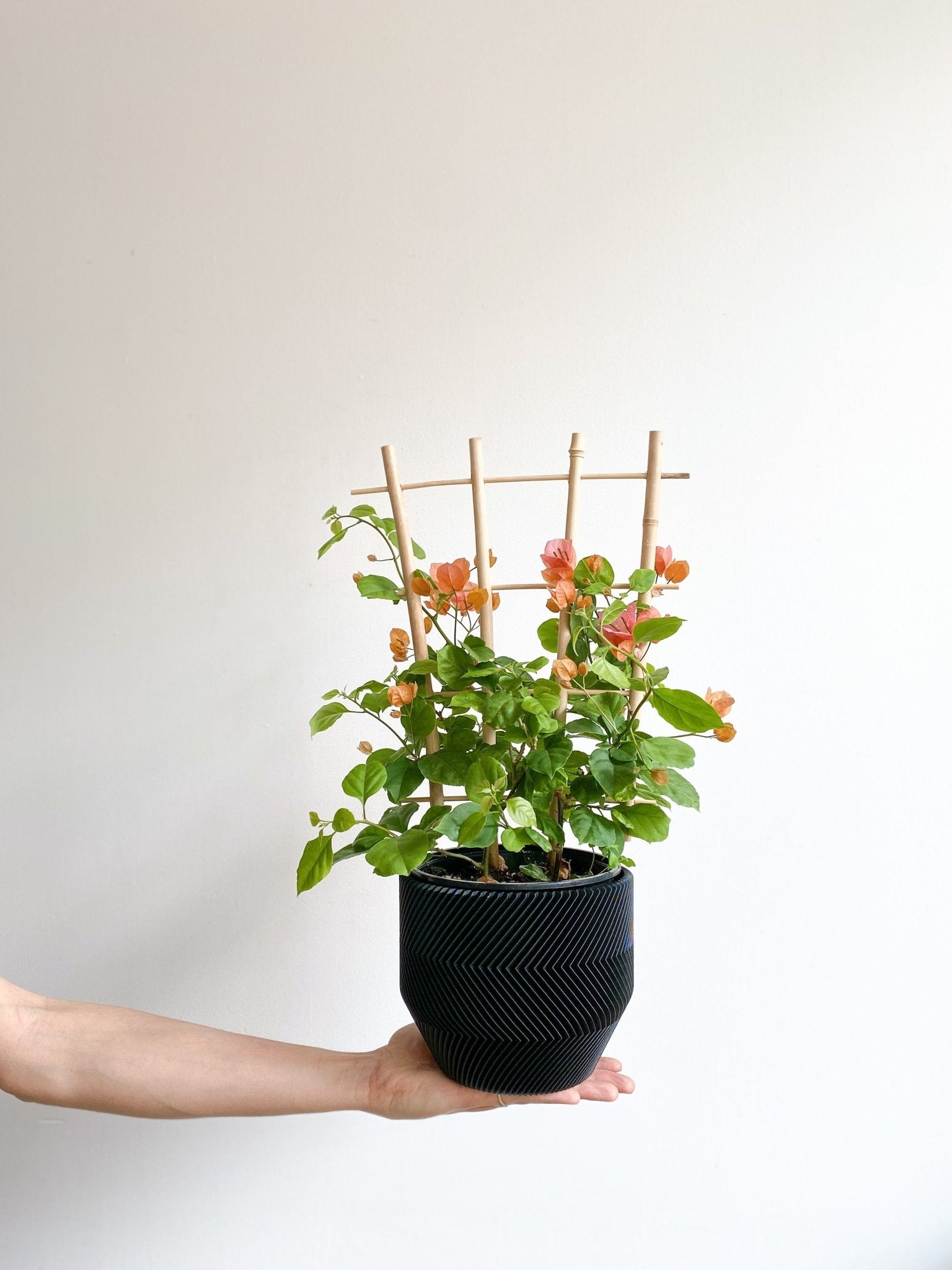 Vera (Bougainvillier) - Alma Plantes
