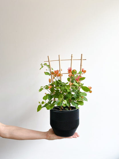 Vera (Bougainvillier) - Alma Plantes