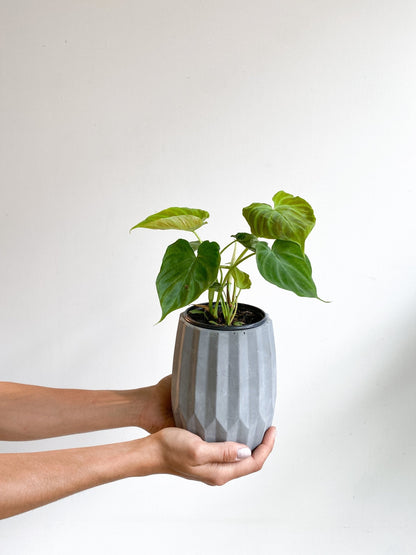 Veronika (Philodendron) - Alma Plantes