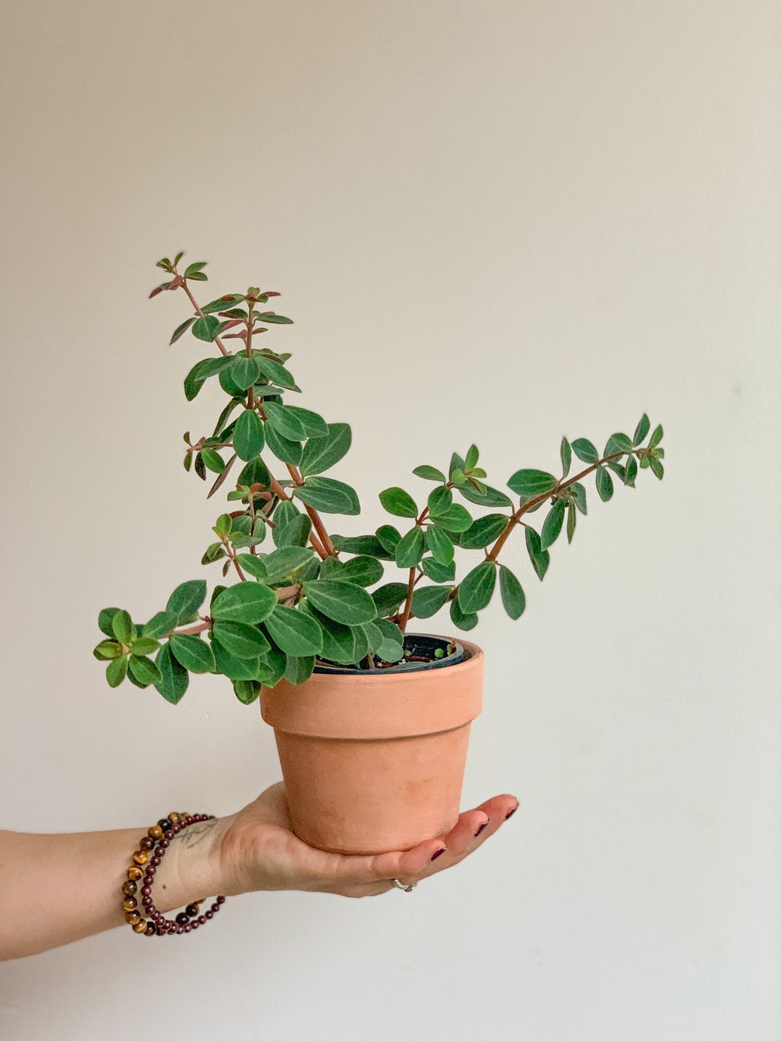 Véronique (Peperomia) - Alma Plantes